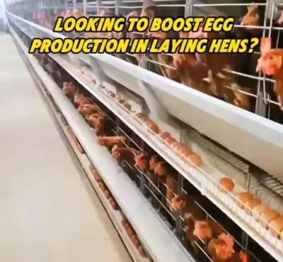 ¿Quieres aumentar la producción de huevos en las gallinas?