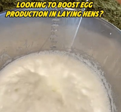 ¿Quieres aumentar la producción de huevos en las gallinas?